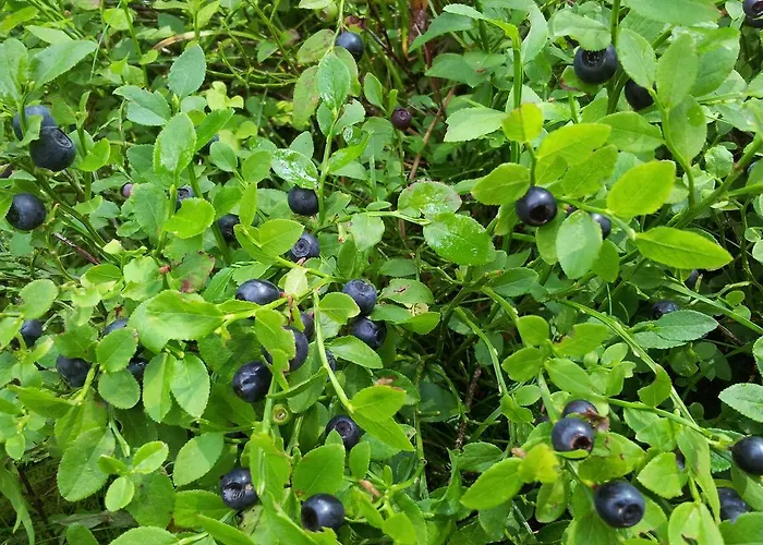 Hotel Iva & Elena Pamporovo